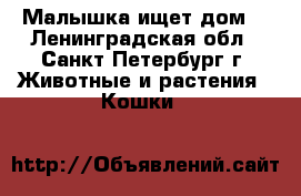 Малышка ищет дом! - Ленинградская обл., Санкт-Петербург г. Животные и растения » Кошки   